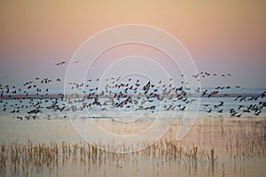 Autumn bird migration at sunrise. Geese Anser albifrons flying over Zuvintas lake Lithuania, nature landscape