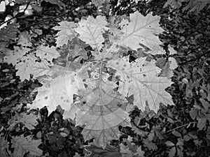 autumn black and white leaves close-up