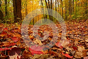 Autumn Blanket of Leaves