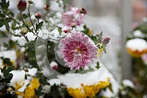 Autumn blooming chrysanthemums covered with white snow. Meeting of autumn and winter. The beauty of the winter garden. A beautiful