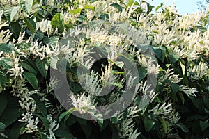 Autumn blooming Japanese knotweed invasive species