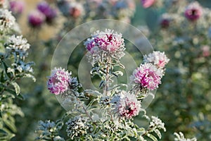 Frozen flowers covered with frost