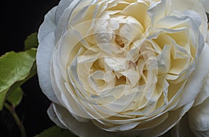 Autumn blooming white rose on a black background, rose head close-up a