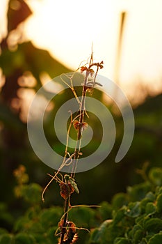 Autumn blossom sunset Tunas