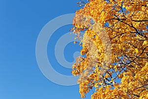 Autumn. Blue sky and yellow maple leaves.