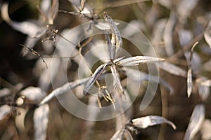 Autumn blurred dry grass grey natural background