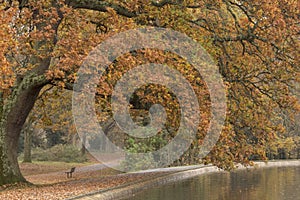 Autumn at the Boating Lake, Southampton Common