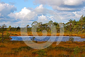 Autumn bog photo