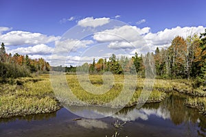 Autumn Bog and Fall Colors - Ontario, Canada