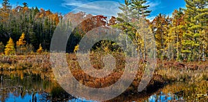 Autumn bog, northeast wisconsin