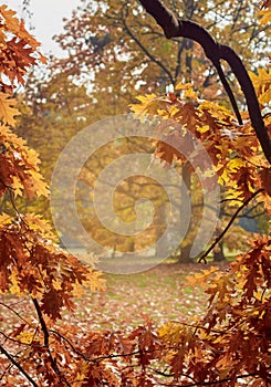 Autumn bokeh background bordered with leaves