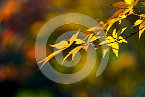 Autumn bokeh background bordered with leaves