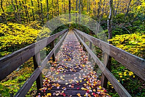 Autumn, Boone Fork Bridge, Blue Ridge Parkway