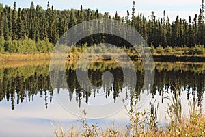 Autumn in the boreal forest