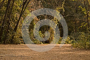 In the autumn of the Botanical garden, the leaves turned yellow on the trees