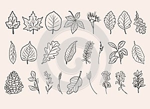 Autumn botanical line arts, hand drawn fall plants (flowers, leaves, acorns, pumpkins and branches)