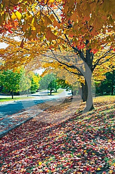 Autumn Boulevard