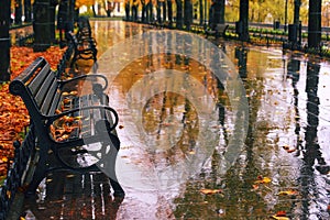 Autumn boulevard in the rain