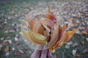 Autumn bouquet