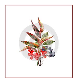 Autumn bouquet colorful leaves wild grapes, rowan, bunch of berries. Nice composition. Hand drawn watercolor.