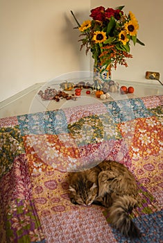 Autumn bouquet with sunflowers and roses and mini pumpkins around and sleaping cat