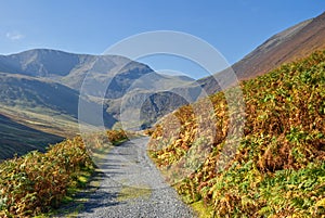 Autumn Bracken in Coledale