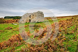 Autumn bracken at Low Cleughs Bastle