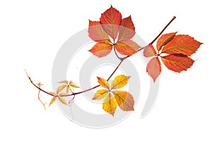 Autumn branch with colorful leaves isolated on white background. Five-Leaved Ivy