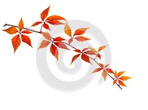 Autumn  branch  with colorful  orange leaves isolated on white background. Five-Leaved Ivy