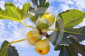 Autumn. Branch of  fig tree  Ficus carica  with leaves and bright fruits against sky