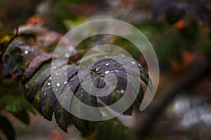 Autumn branch of a mountain ash with a drop