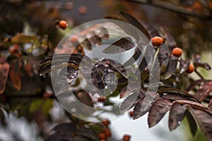 Autumn branch of a mountain ash with a drop