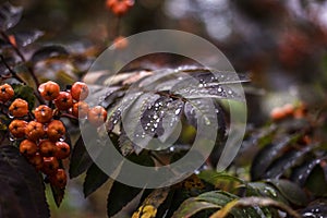 Autumn branch of a mountain ash with a drop