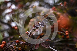 Autumn branch of a mountain ash with a drop