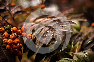 Autumn branch of a mountain ash with a drop