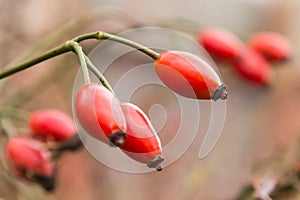 Autumn branch of an orange hips on a blurred background of a bush close macro