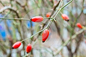 Autumn branch of an orange hips on a blurred background of a bush close macro