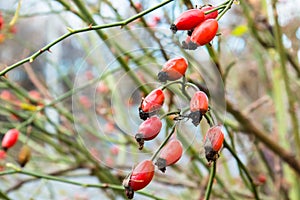 Autumn branch of an orange hips on a blurred background of a bush close macro