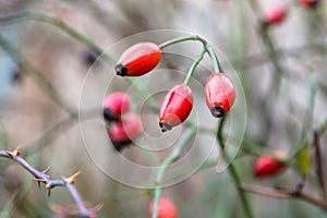 Autumn branch of an orange hips on a blurred background of a bush close macro