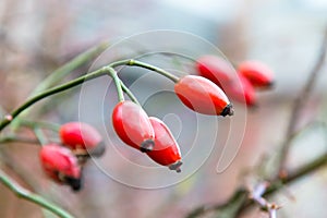 Autumn branch of an orange hips on a blurred background of a bush close macro