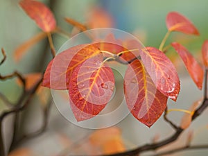 Autumn branch of tree