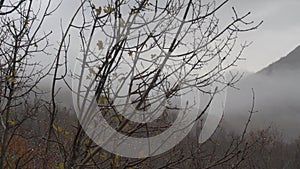 Autumn, the branch of a tree with drops of rain and yellow leaves. Clouds