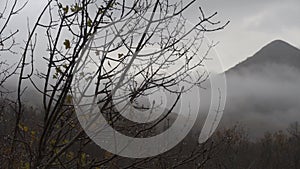 Autumn, the branch of a tree with drops of rain and yellow leaves. Clouds