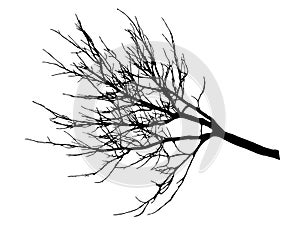 Autumn branch tree without leaves, silhouette. Vector illustration