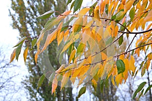 Autumn branch of yellow-green cherry leaves, It's getting colder, the leaves arllow.