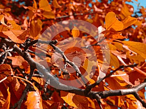 Autumn branch with yellowing leaves.