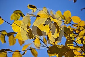 Autumn branch with yellowing leaves hazel against blue sky