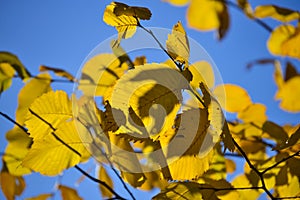 Autumn branch with yellowing leaves hazel against blue sky