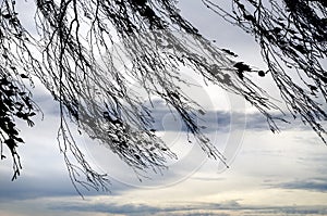 Autumn branches on a background of gray sky, windy day