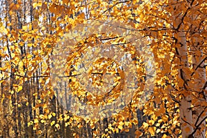 Autumn branches birch trees with yellow orange leaves in the morning sunlight.Close up.Background concept